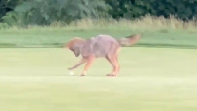 Coiote brincando com bola de golfe