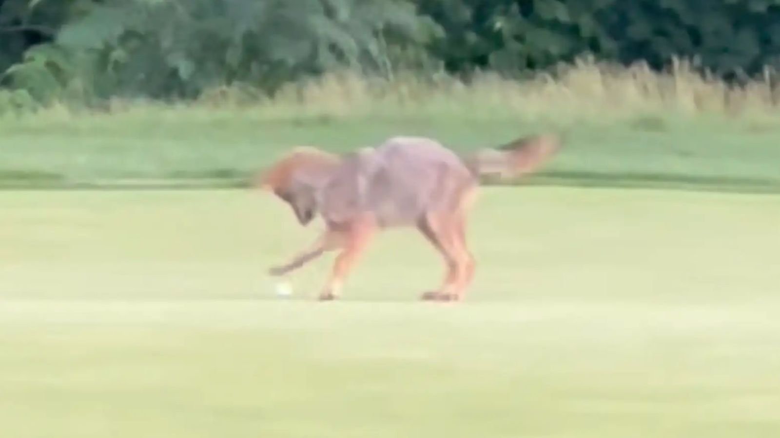 Coiote brincando com bola de golfe