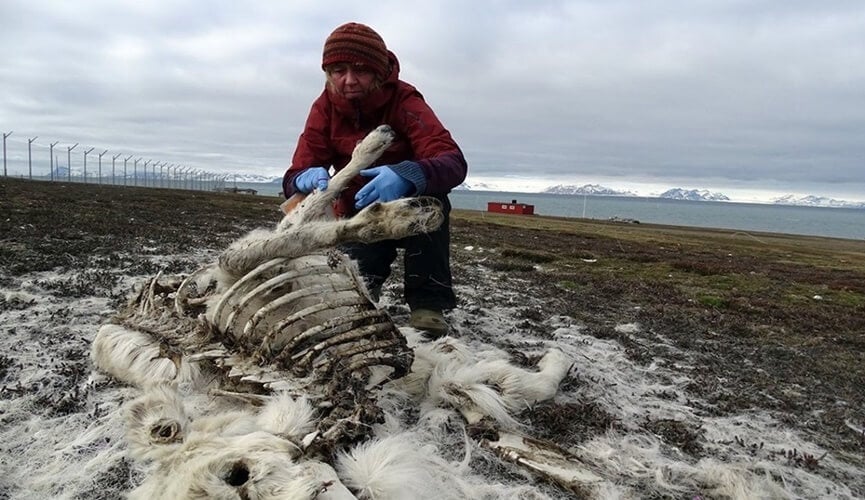 Com a mudança climática no Ártico, mais de 200 renas morrem de fome