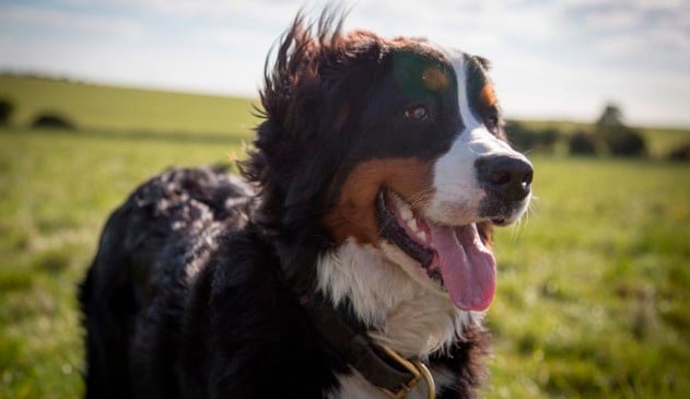 Com a proximidade do verão, saiba maneiras de aliviar o calor dos pets