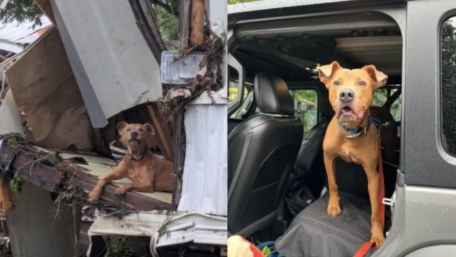 Foto: Reprodução/Austin Pets Alive!/The Dodo