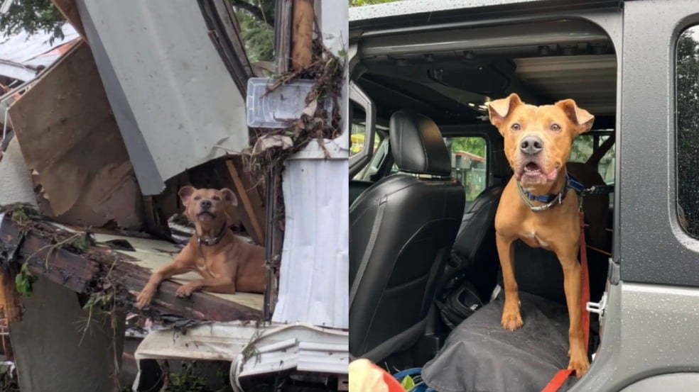 Foto: Reprodução/Austin Pets Alive!/The Dodo