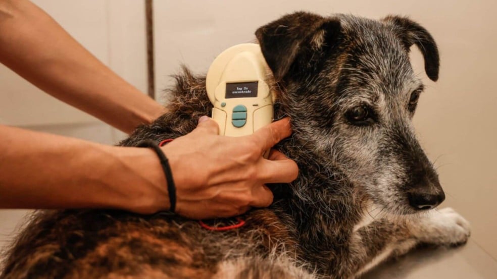 Cachorro com microchip