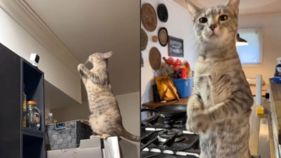 Gato implora para tutora voltar para casa