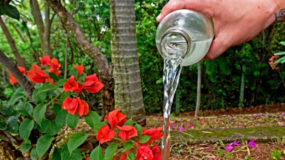 Combate a criadouro de aedes aegypti