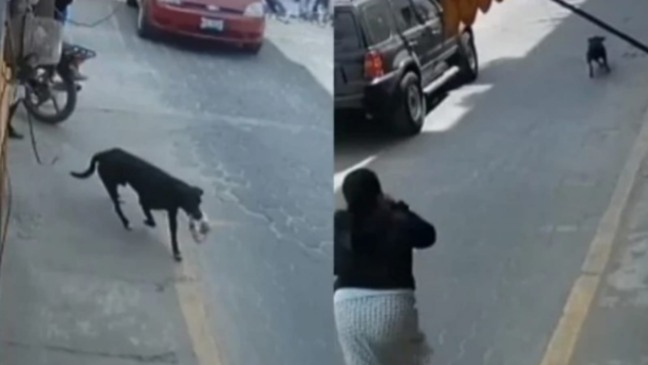 Cachorro fugindo com saco de pães na boca