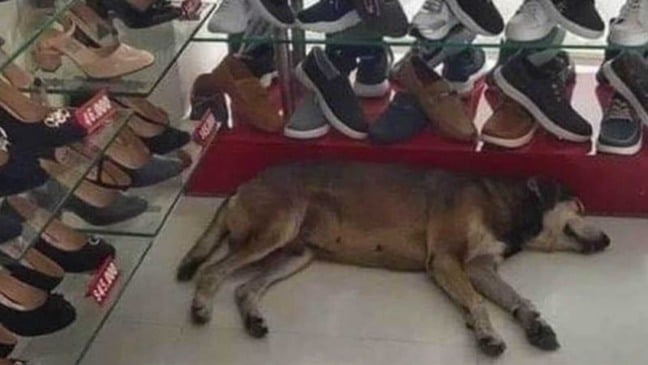 Cachorro deitado no chão em loja de sapatos