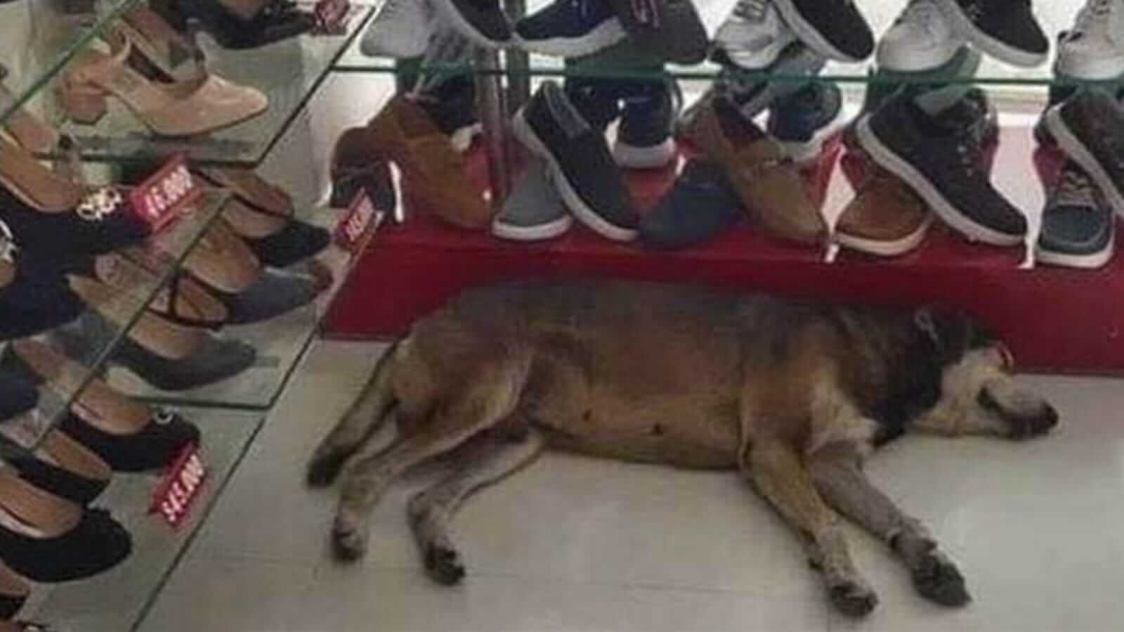 Cachorro deitado no chão em loja de sapatos