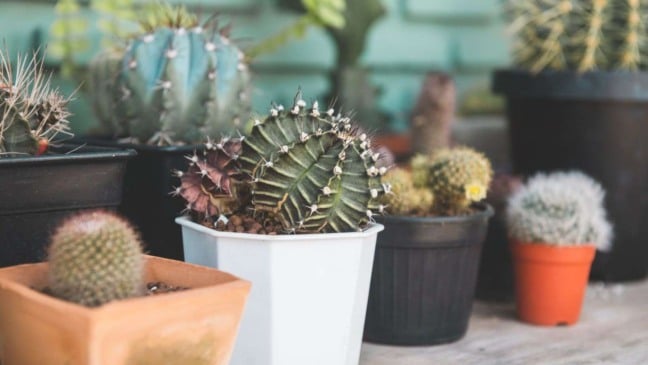 Foto: Nopadol Uengbunchoo/Canva