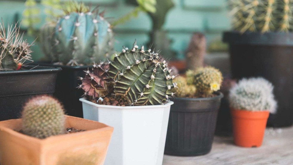 Foto: Nopadol Uengbunchoo/Canva Foto: Nopadol Uengbunchoo/Canva