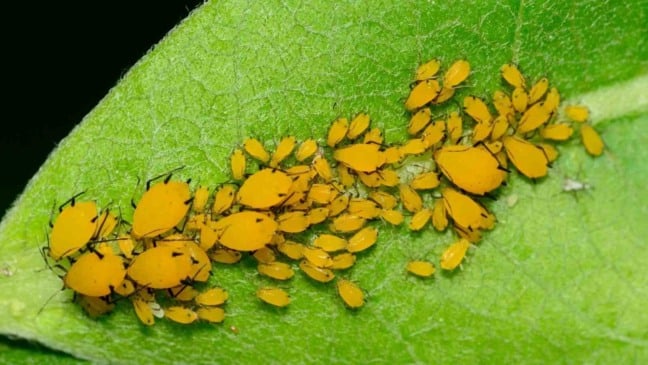 (Foto: Lightwriter1949/Canva)