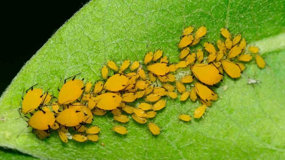 (Foto: Lightwriter1949/Canva)