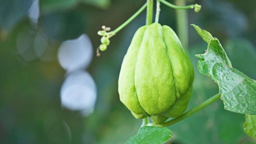 Foto: igaguri_1/Canva