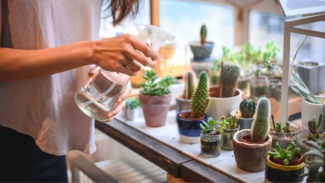 (Foto: AzmanL/Canva)