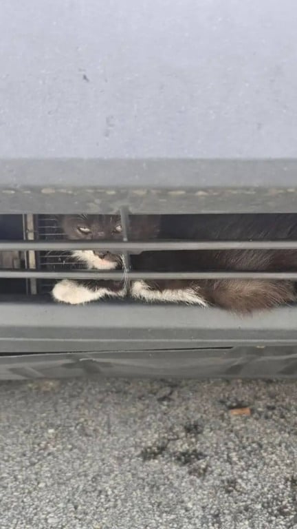 Gatinho preso em para-choque de carro