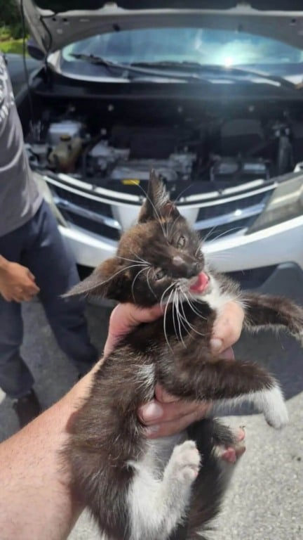 Gatinho preso em para-choque de carro