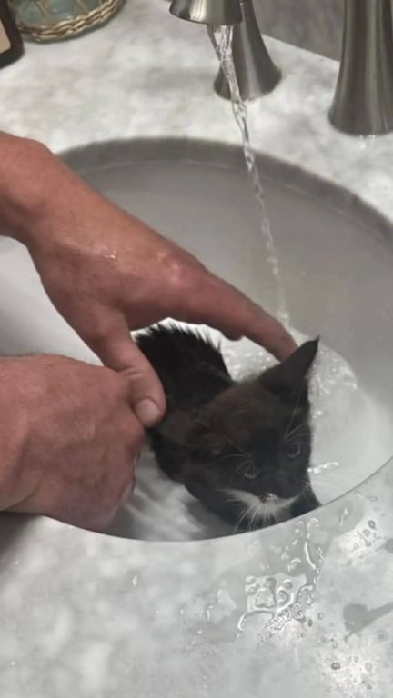 Homem dando banho em gato