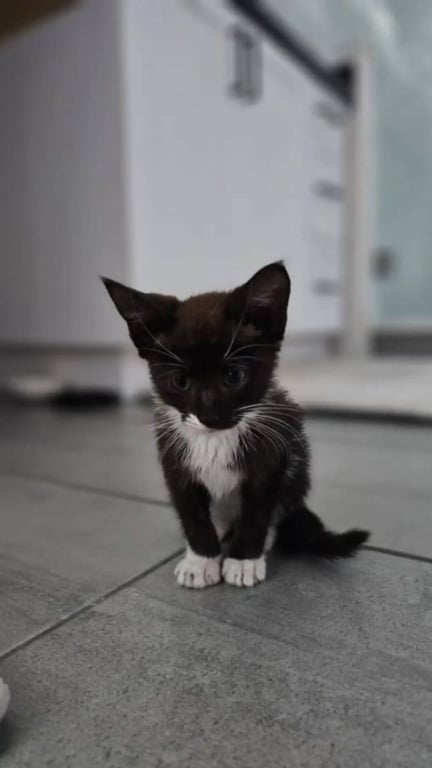 Filhote de gato preto e branco