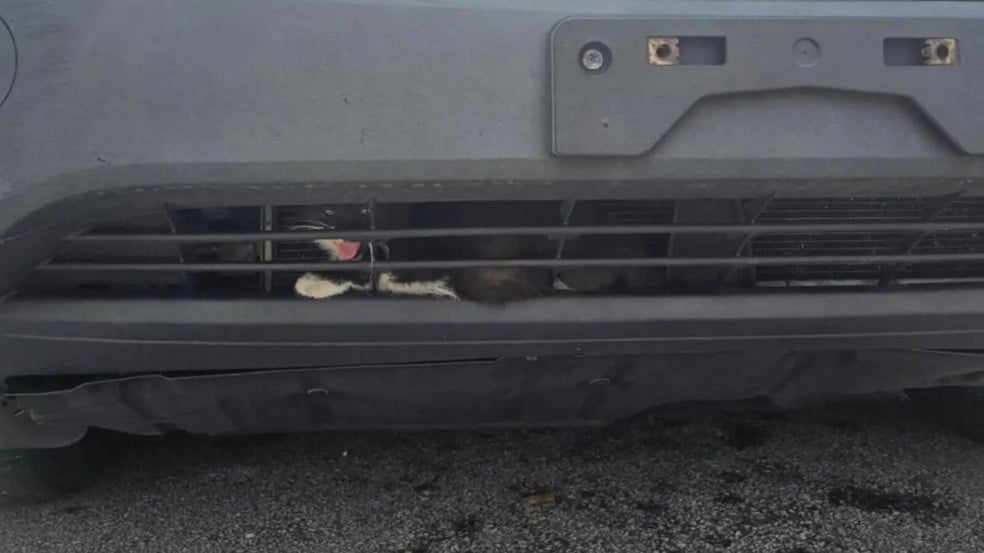 Gatinho preso em para-choque de carro