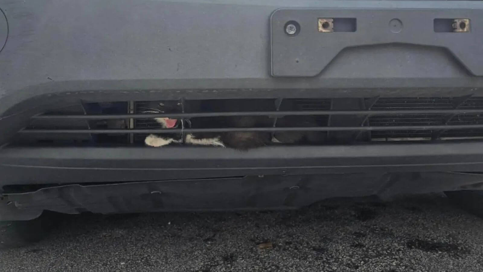 Gatinho preso em para-choque de carro