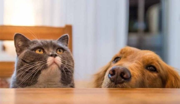 Condomínio não pode proibir morador de ter animal, decide STJ