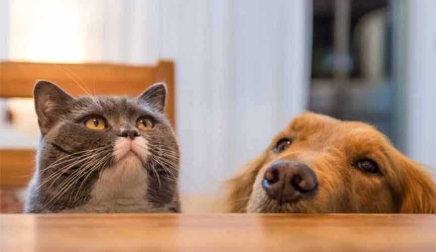 Condomínio não pode proibir morador de ter animal, decide STJ