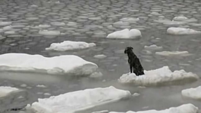 Cachorro à deriva em bloco de gelo