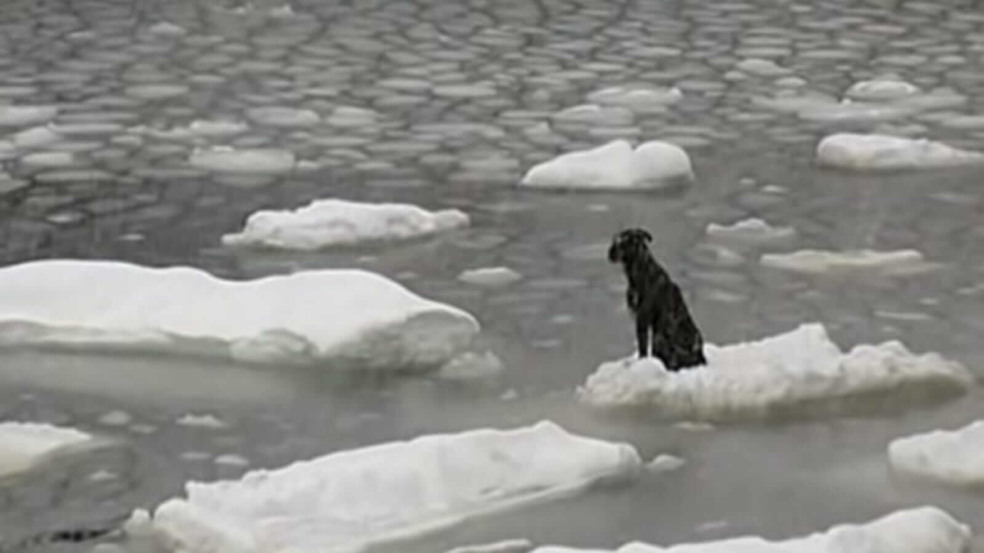 Cachorro à deriva em bloco de gelo