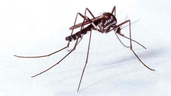 Mosquito da Febre Amarela