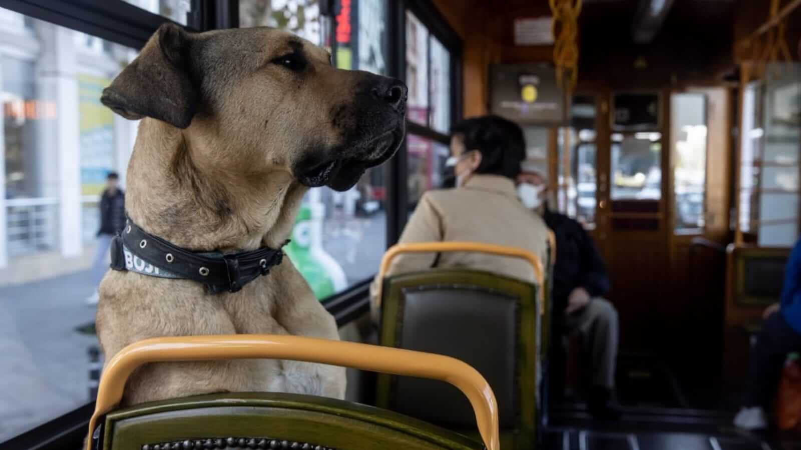 Cachorro em ônibus