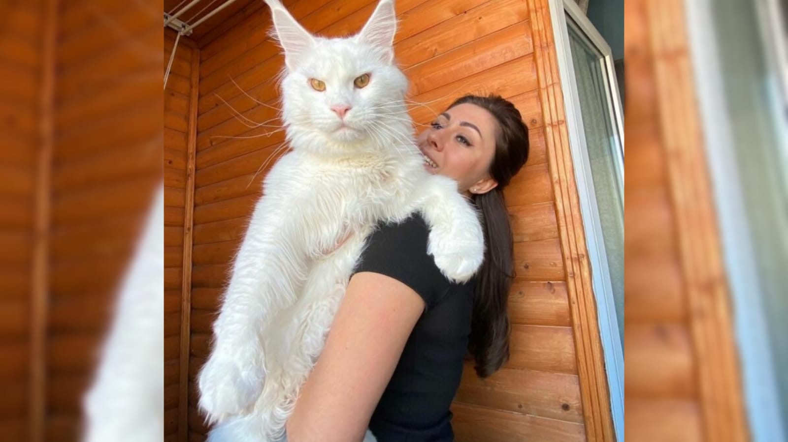 Mulher com gato no colo
