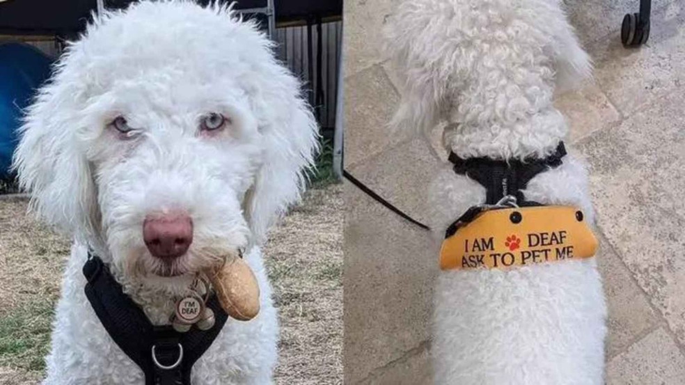 (Foto: Jo Le Page / SWNS)