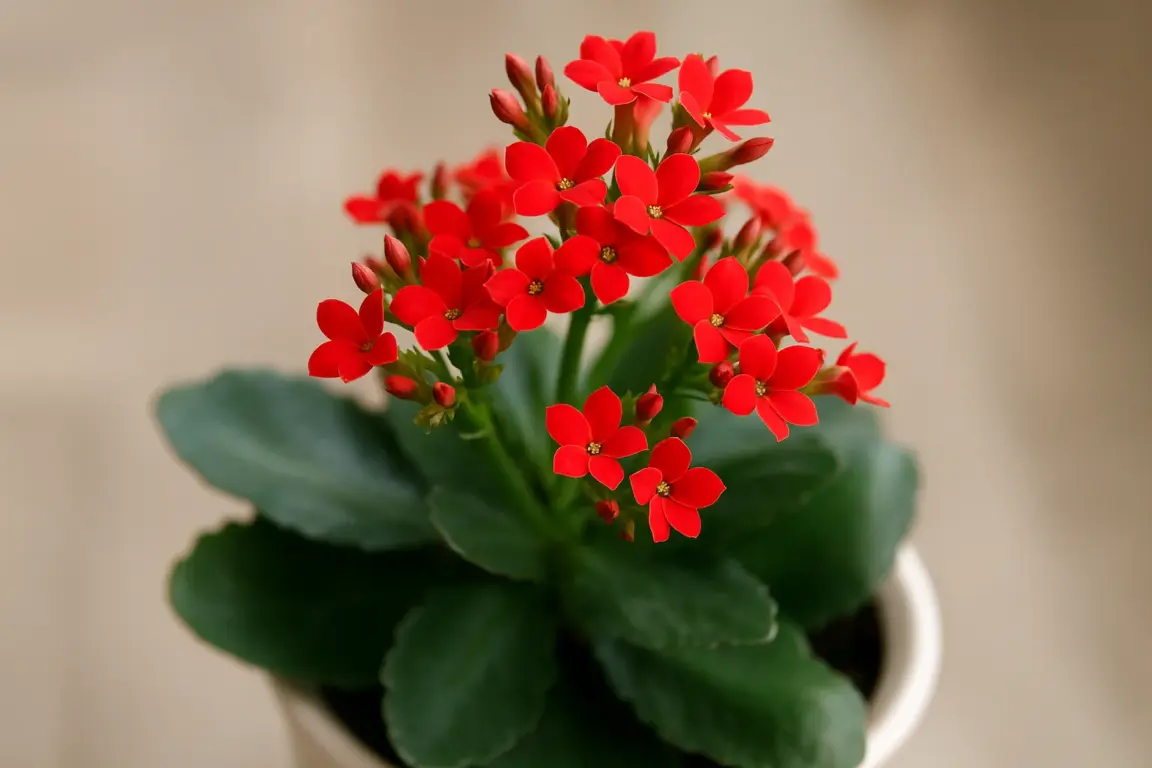 Conheça a kalanchoe, a flor real que parece de plástico