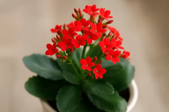 Conheça a kalanchoe, a flor real que parece de plástico