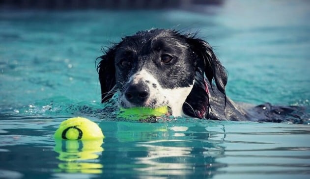 Conheça os benefícios da natação para os cães