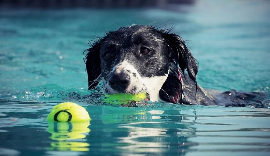 Conheça os benefícios da natação para os cães