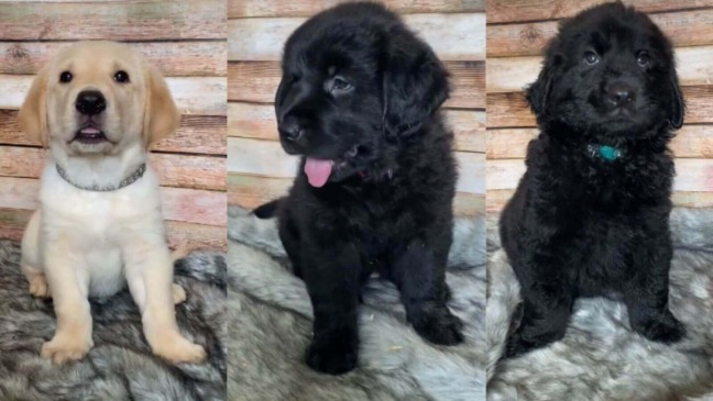 Filhotes de golden e pastor alemão