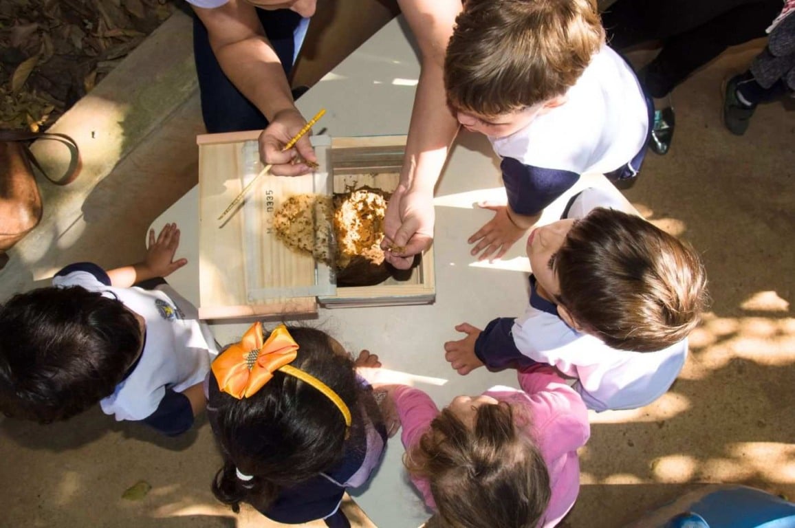 Conhecendo os Mistérios das Abelhas sem Ferrão. Foto: Alex Fajardo Conhecendo os Mistérios das Abelhas sem Ferrão. Foto: Alex Fajardo