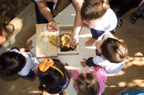 Conhecendo os Mistérios das Abelhas sem Ferrão. Foto: Alex Fajardo