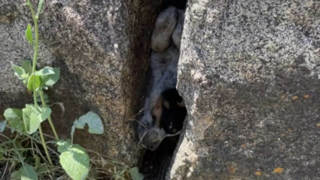 Foto: Facebook/County of San Diego