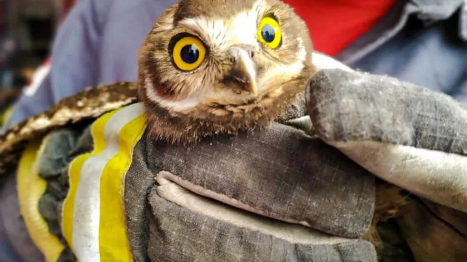 Bombeiro resgata coruja