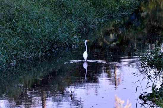 Córrego do Pinheirinho e Bertioga voltam a ganhar vida