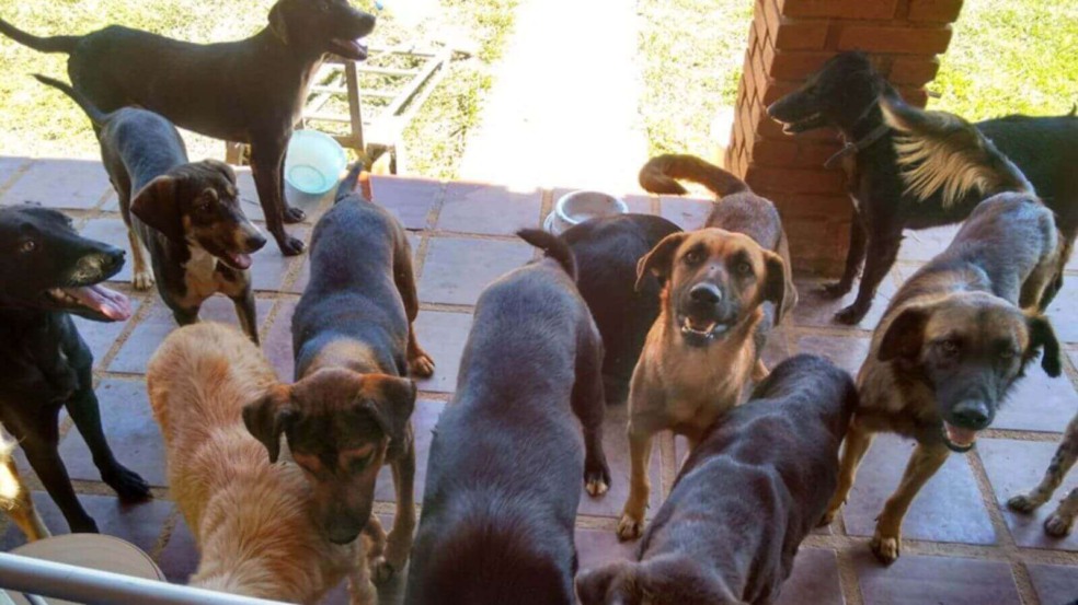Animais da ONG Turma do Abrigo para feira de adoção do Covabra Supermercados