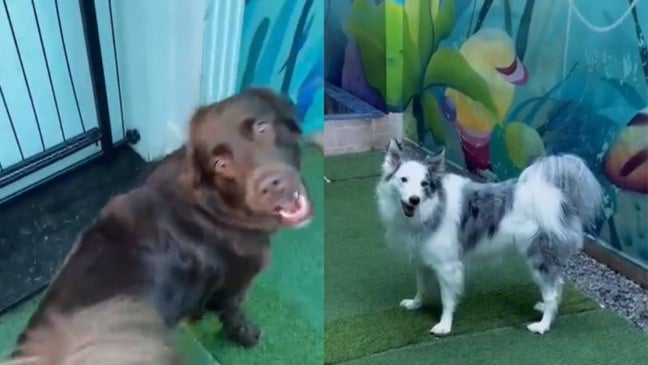 Creche para cachorros grava reação dos pets ao ouvir as vozes dos tutores