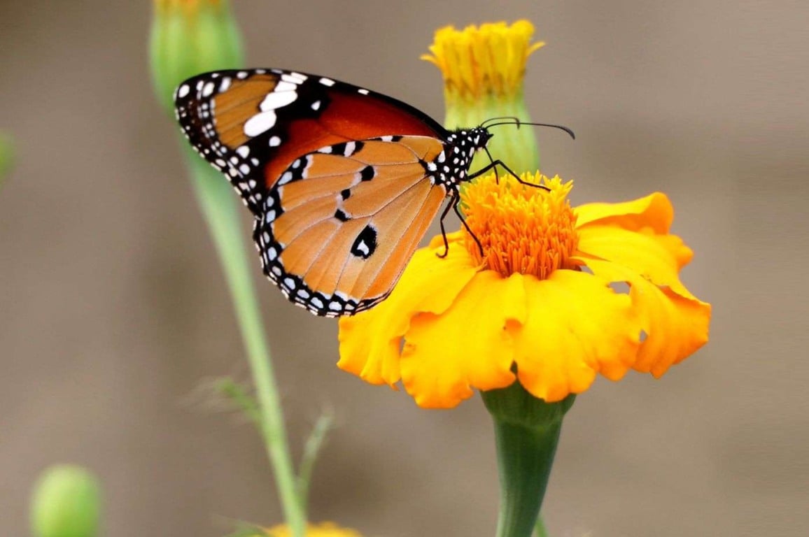Quer um quintal repleto de borboletas? Confira 5 plantas que mais atraem esse polinizador