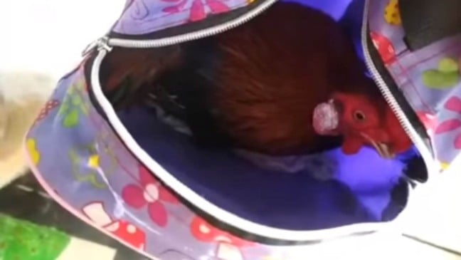 Galo dentro de mochila