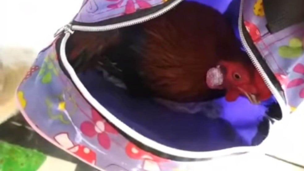 Galo dentro de mochila Galo dentro de mochila