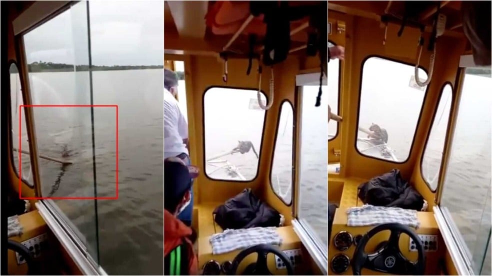 Jaguatirica em barco