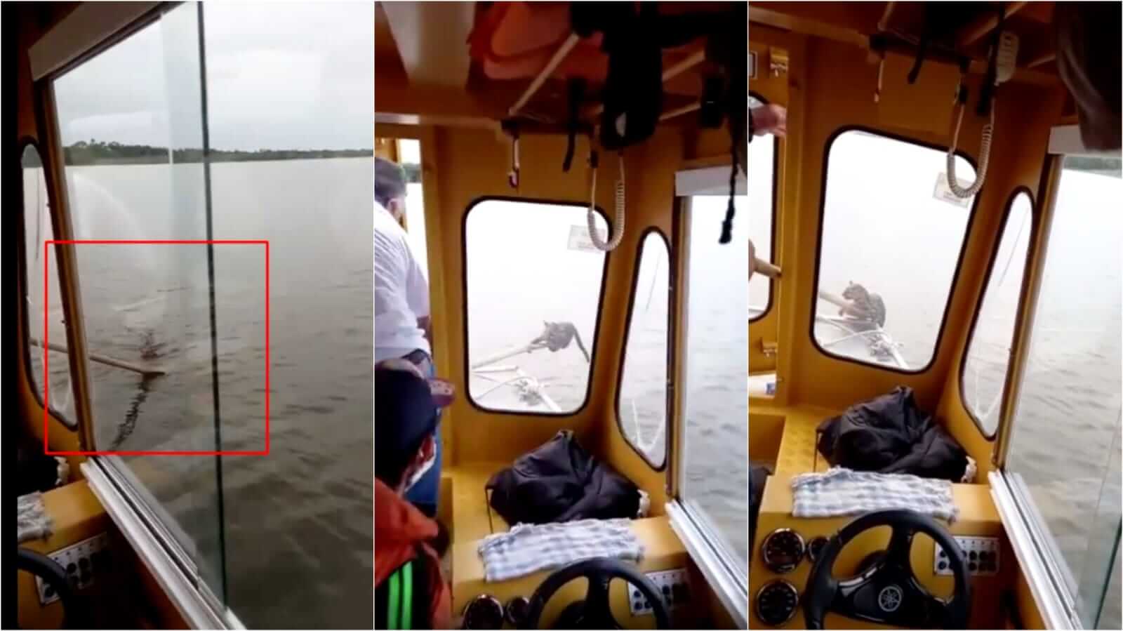 Jaguatirica em barco