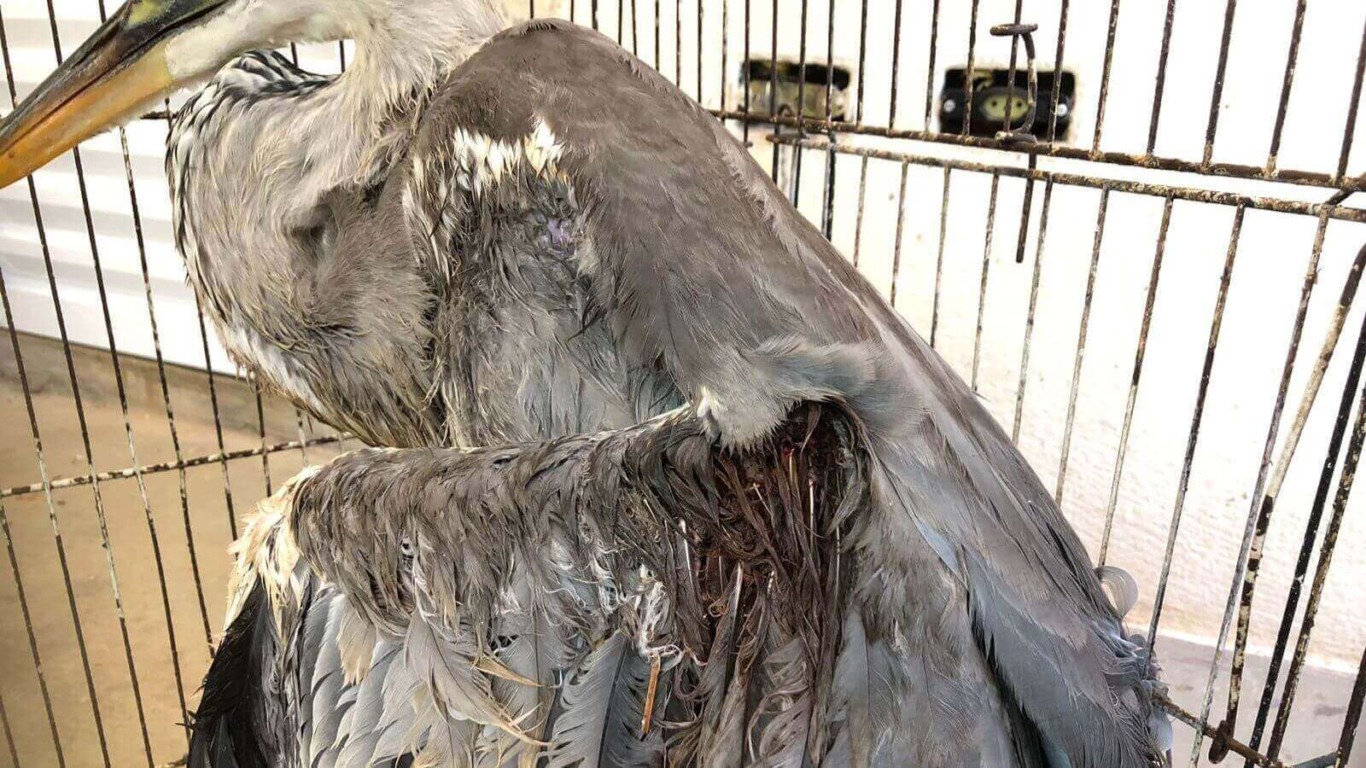 Crianças apedrejam e deixam garça gravemente ferida em Jundiaí